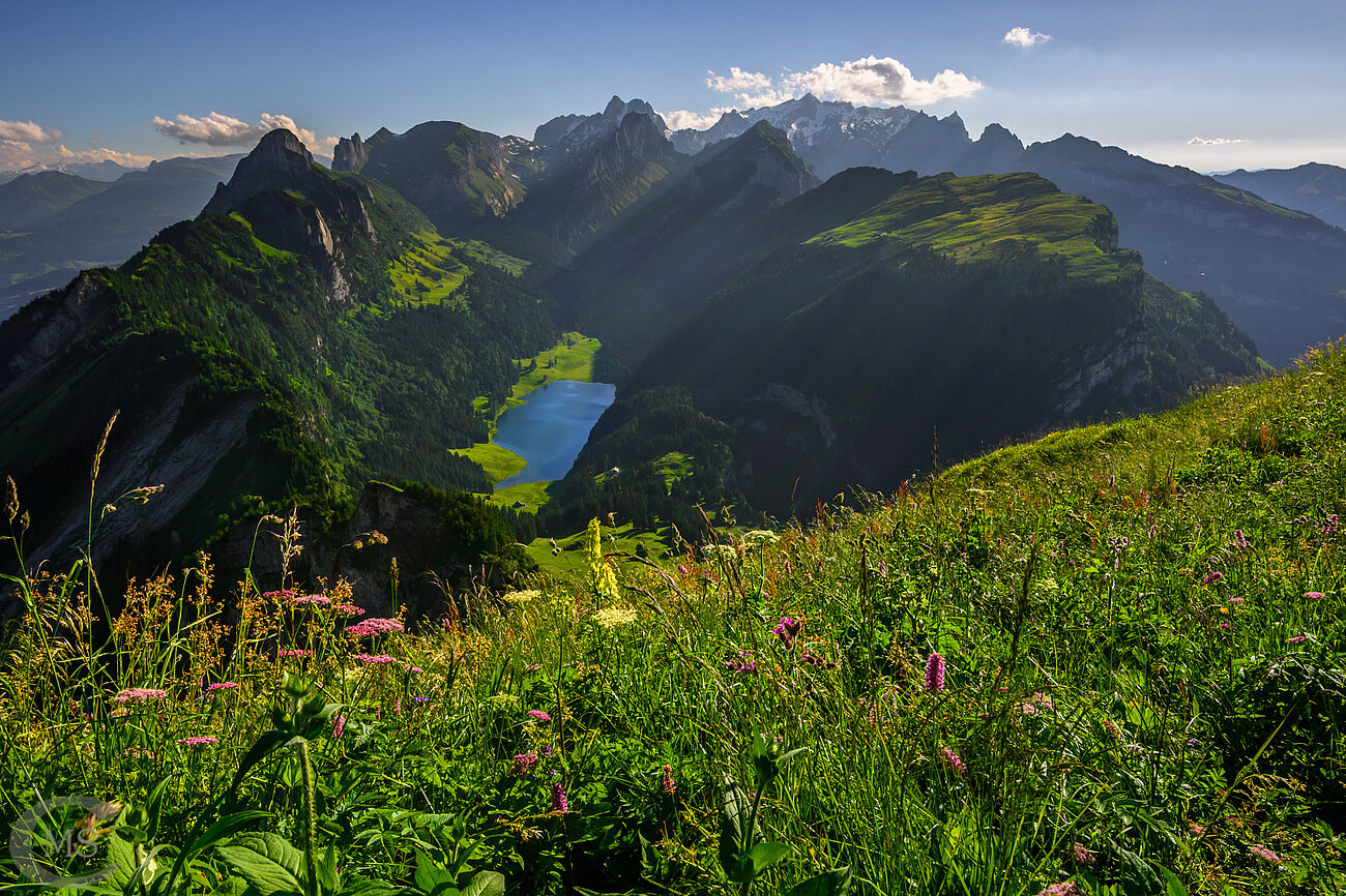 Blumenwiese mit dem Alpstein und dem Fählensee im Hintergrund