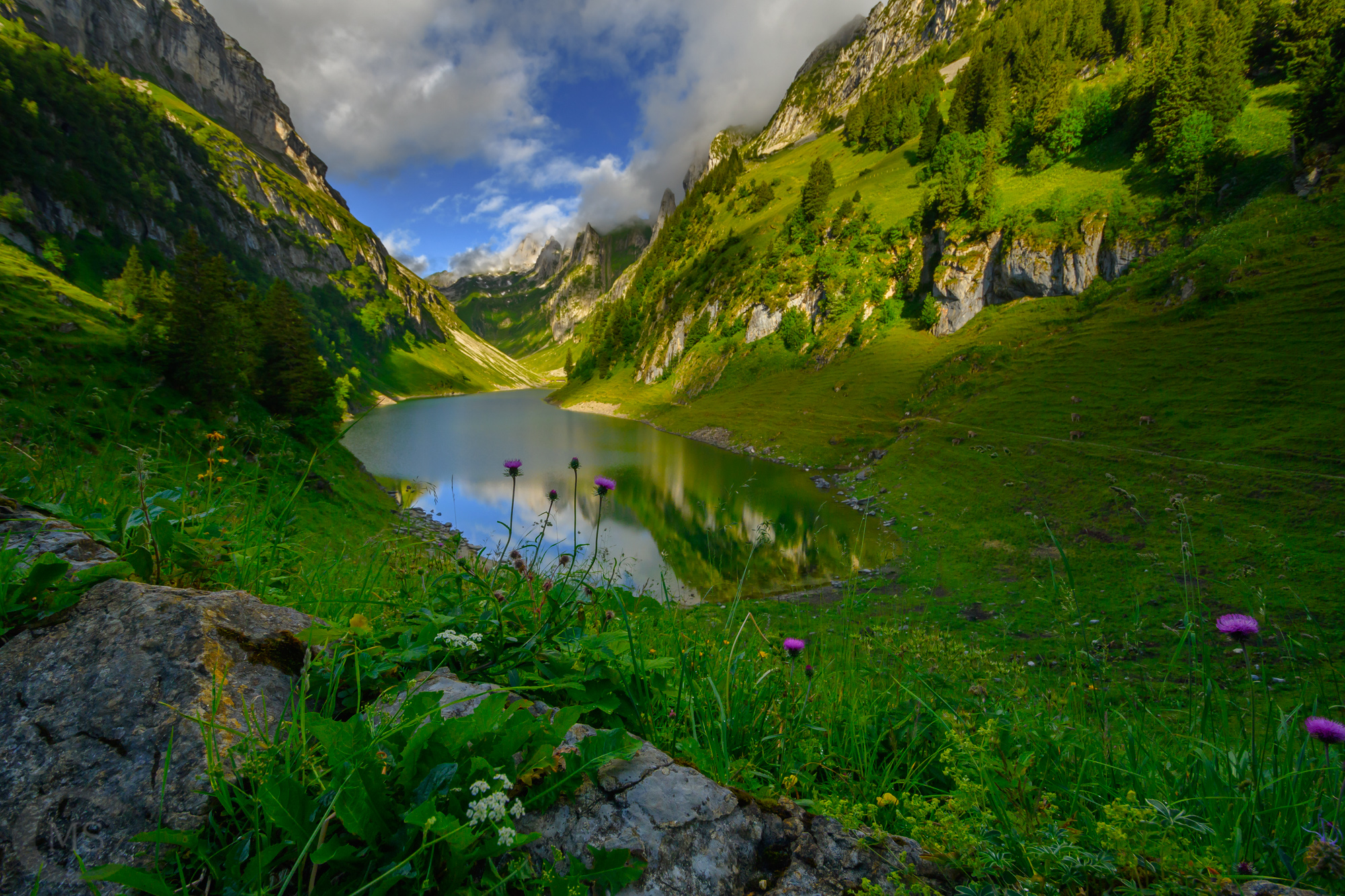 Sommer und Wiesen auf der Bollenwees